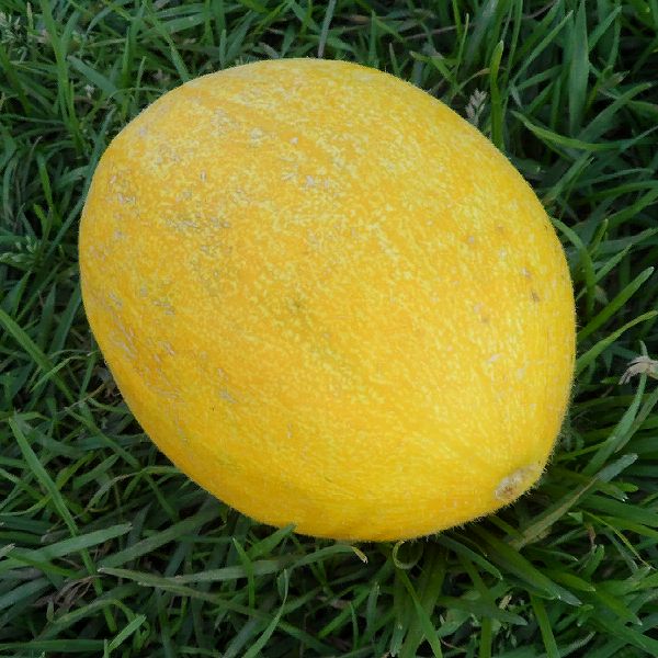 Жёлтый мяч